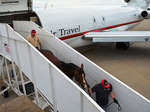 equine walk-on ramps, aircraft