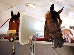 horse stalls in aircraft