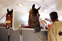 Horse Stall | Horse Transportation